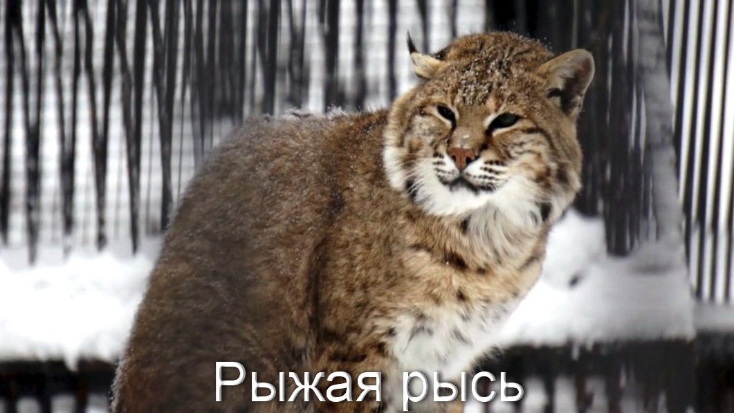 Наши любимые животные в белоснежном сказочном  зоопарке. смотреть онлайн