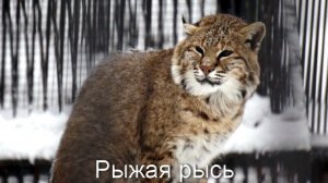 Наши любимые животные в белоснежном сказочном  зоопарке.