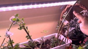 Обзор растений с вайлдберис. Начинаю выращивать хризантемы.