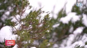 Рубрика «Фразеологизмы». Выпуск от 14.01.2026