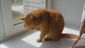 Кот умывается