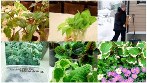 Последний день новогодних каникул. Сею, черенкую, пересаживаю плектрантусы.