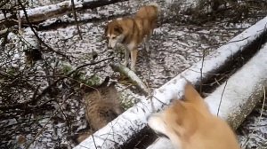 Потомки Лаймы и Златы