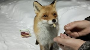 Лисичка вернулась