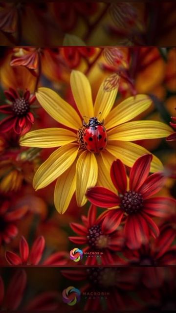 ПОЛЕВЫЕ ЦВЕТЫ смотреть онлайн