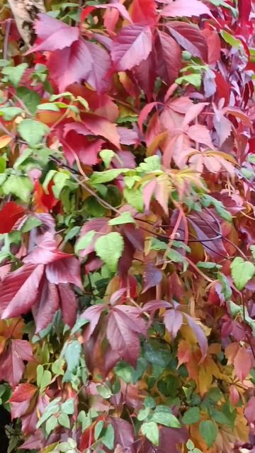 🍂🍂🍂🍁🍁🍁 смотреть онлайн