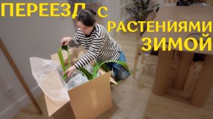 КАК я в ДЕКАБРЕ перевозила 200 РАСТЕНИЙ в новую КВАРТИРУ | 30 коробок с ЦВЕТАМИ ЗИМОЙ ❄️