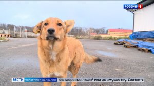 В России планируют увеличить штрафы за вред от домашних животных