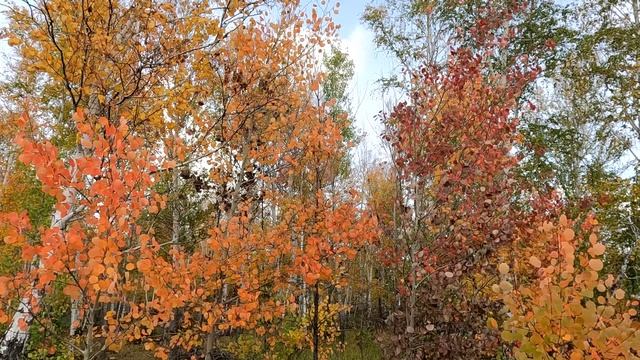 Осень, осенний лес смотреть онлайн