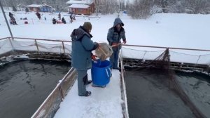 Запуск форели