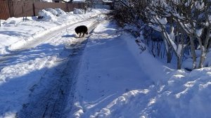 Гости  хвостики