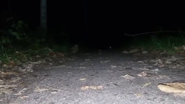 КОТОГУСЕНИЦЫ СУЩЕСТВУЕТ смотреть онлайн