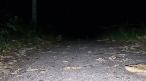 КОТОГУСЕНИЦЫ СУЩЕСТВУЕТ