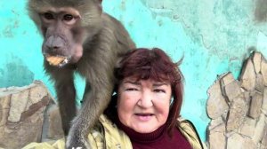 Мы перенесли Люсину БАНДУ в летний вольер, каждая обезьянка выбрала СВОЕГО ЧЕЛОВЕКА😘