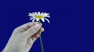 Ромашка в руках_encoded_encoded