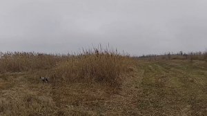 Охота на зайца - трудовой косой...