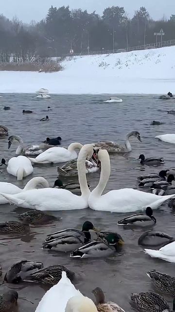 Прекрасные лебеди смотреть онлайн