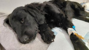 Спаниэлька на капельнице