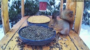 #онлайн_кормушка_для_птиц. 14 января 2026 года. г. Калуга