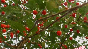 Песня - "Вареники Варэнечки"