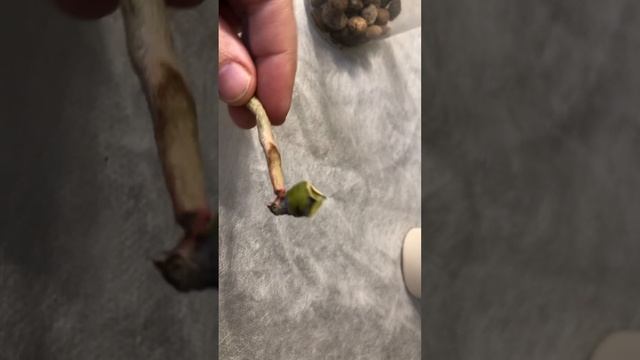 Пожелтевшие листья на орхидеях. Что в норме а что нет на примере. Неудачная попытка спасти орхидею. смотреть онлайн