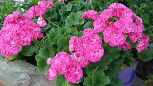 Приобрела новые сорта Пеларгонии. Какие же они красивые! Обзор.