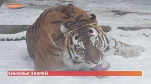 Ростов сегодня: вечерний выпуск. 13 января 2026