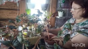 14-01-2026. Жизнь в деревне.Убрала все новогодние украшения,Посадила бегонию в грунт.