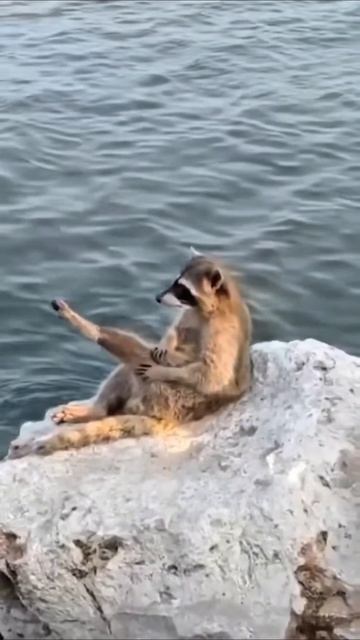 я на солнышке #приколы #прикол #юмор смотреть онлайн