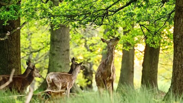 В мире животных смотреть онлайн