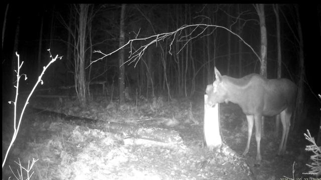 Фотоловушка на солонце Ленинградская область. Довольный посетитель-лось. смотреть онлайн