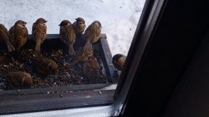 снегири показывают характер воробьям