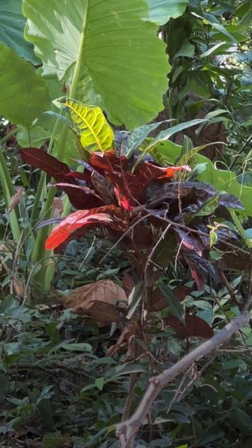 Смотрите кого нашла в джунглях❤ смотреть онлайн