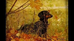 И выпал снег. На фоне жёлтых листьев - стихи Виктора Левашова, Ярославль.