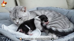 Котята и щенята 🐈🐶 Кошки и собаки 🤗 Милое видео про животных (63)