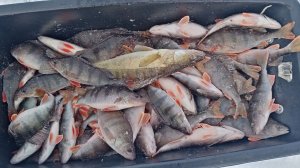 16кг С ЛУНКИ ! БЕШЕНЫЙ КЛЁВ ОКУНЯ ! ЗИМНЯЯ РЫБАЛКА НА БАЛАНСИР!