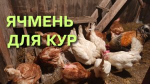Жизнь в деревне Можно ли давать ячмень курам несушкам