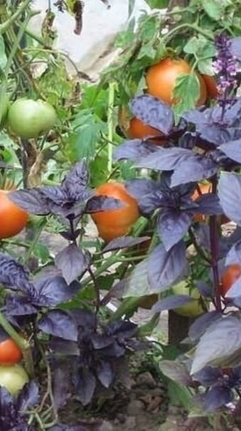 Высаживайте базилик через рассаду! смотреть онлайн