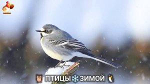Птицы зимой в лесу 🐦🦉🦅 видео для отдыха душой 🌲(22)