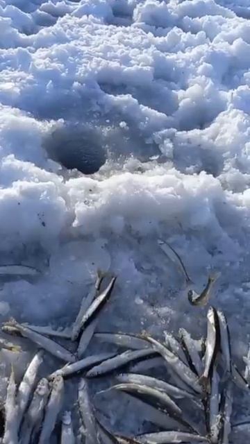 Блесны гусеница мелкая uv (зеленка) и криль (серебро 920 пробы) от Mr.Musurok в деле 🎣