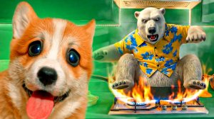 КАК ПРАВИЛЬНО ПОЖАРИТЬ МЕДВЕДЯ ХОДИЛКИ БРОДИЛКИ! Корги Коржик Говорящая собака