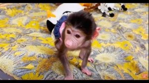 Люся вредничает, выгнала с дивана и Влада и Ангелину!