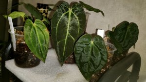 Пересадка антуриумов