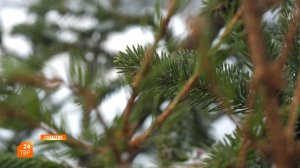 Утилизируем ёлки правильно