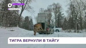 Отловленного в Приморье тигра вернули в тайгу