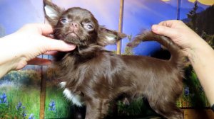 Поздравляем  Идеальная собака чихуахуа нашла НОВЫЙ дом 14/01/26 #купитьчихуахуапродаю +79215950848