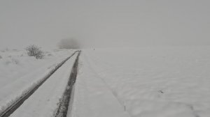 Гусь подранок