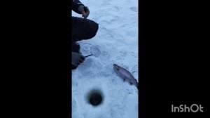 14.01.26.Поимки на Спорт зоне