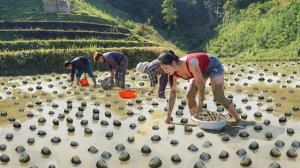 Сбор улиток с грязевых полей для продажи на рынке. Уход за садом сахарного тростника. Нхат. Вьетнам