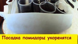Посадка помидоры укоренятся